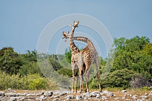 Giraffe fighting in Etosha National Park in Namibia