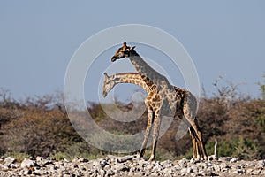 Giraffe are fighting with a rival, etosha nationalpark,
