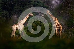 Giraffe in forest with big trees, evening light, sunset. Idyllic giraffe silhouette with evening orange sunset, Khwai River,