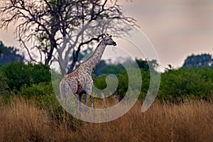 Giraffe in forest with big trees, evening light, sunset. Idyllic giraffe silhouette with evening orange sunset, Okavango delta in