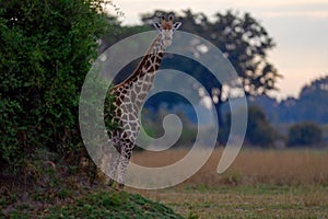 Giraffe in forest with big trees, evening light, sunset. Idyllic giraffe silhouette with evening orange sunset, Okavango delta in