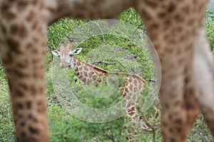 Giraffe - framed