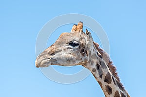 Giraffe in the Franklin Nature Reserve