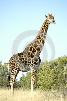 Giraffe, Franklin Nature Reserve in Bloemfontein