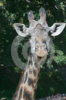 Giraffe front