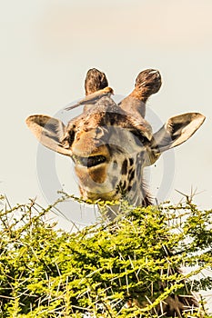 Giraffe in front Amboseli national park Kenya
