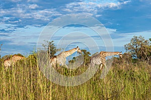 Giraffe in front Amboseli national park Kenya