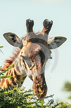 Giraffe in front Amboseli national park Kenya