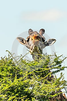 Giraffe in front Amboseli national park Kenya