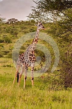 Giraffe in front Amboseli national park Kenya