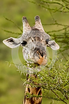 Giraffe in front Amboseli national park Kenya