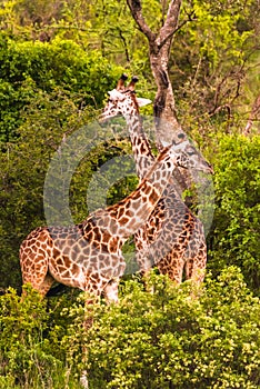 Giraffe in front Amboseli national park Kenya