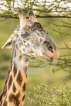 Giraffe in front Amboseli national park Kenya