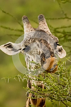 Giraffe in front Amboseli national park Kenya