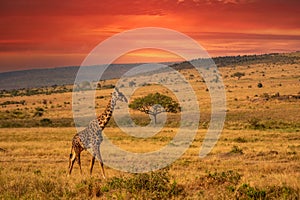 Giraffe in front Amboseli national park Kenya masai mara.Giraffa reticulata