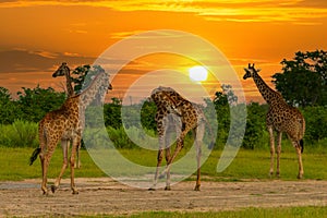 Giraffe in front Amboseli national park Kenya masai mara. photo
