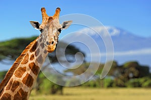 Giraffe in front of Kilimanjaro mountain