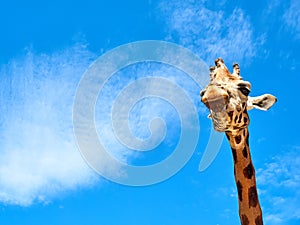 Giraffe frontal portrait looking closeup