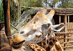 Giraffe in Fuerteventura island zoo