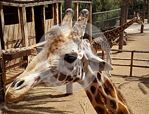 Giraffe in Fuerteventura island zoo