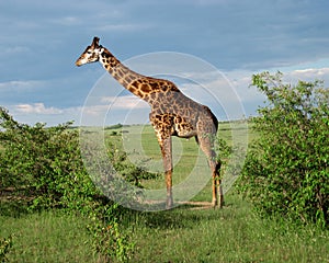 Giraffe Full Body in Kenya