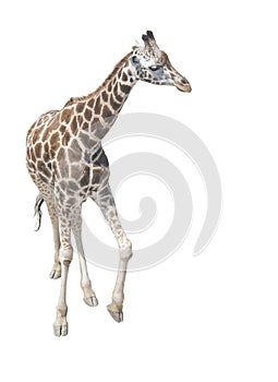 Giraffe in full growth on a white background