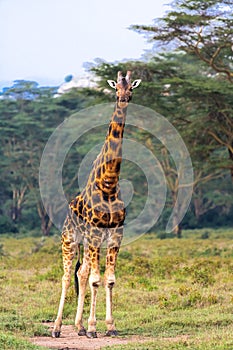 Giraffe. Full-length. Masai Mara, Kenya