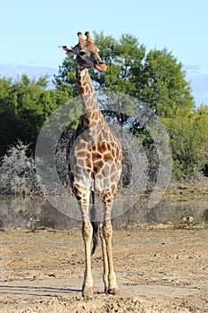 Giraffe Full Portrait