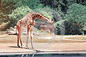 Giraffe in funny pose drinking water