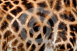 Giraffe fur