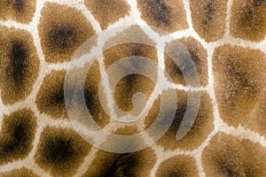 Giraffe fur