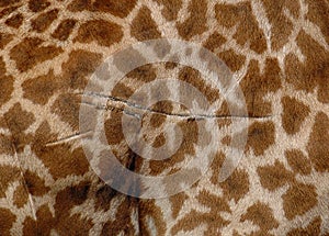 Giraffe fur