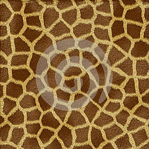Giraffe fur texture