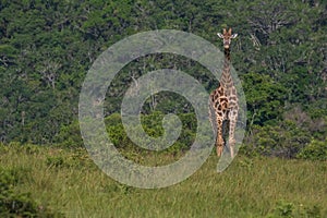 Giraffe gazing in the bushes