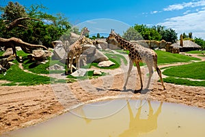 The giraffe is a genus of African artiodactyl mammal to which four species belong