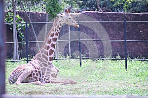 even toed ungulate mammals candid photo