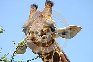 Giraffe, giraf
