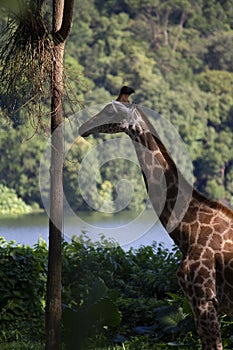 The giraffe or Giraffa