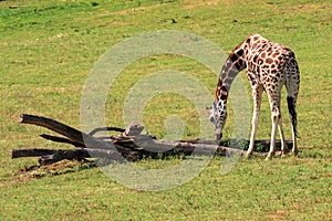 The giraffe (Giraffa) is an African artiodactyl mammal