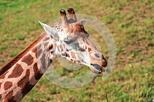 The giraffe (Giraffa) is an African artiodactyl mammal