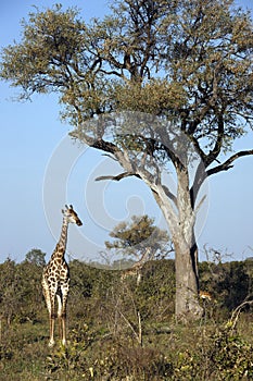 Giraffe - Giraffa camalopardalis - Botswana