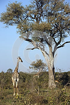 Giraffe - Giraffa camalopardalis - Botswana photo
