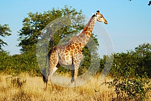 Giraffe (Giraffa camelopardalis) photo