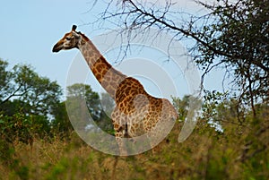 Giraffe (Giraffa camelopardalis)