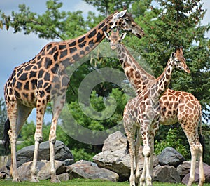 The giraffe Giraffa camelopardalis