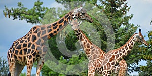 The giraffe Giraffa camelopardalis
