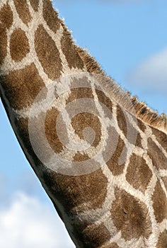Giraffe (Giraffa camelopardalis) photo