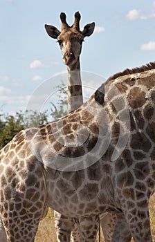 Young Giraffe - Giraffa camelopardalis - Botswana photo