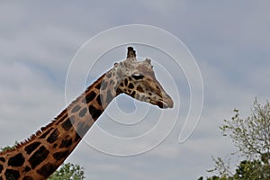 Giraffe Giraffa camelopardalis