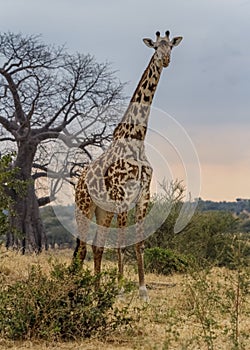 Giraffe Giraffa camelopardalis